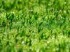 Verde pubblico, il Comune apre alle sponsorizzazioni