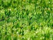 Verde pubblico, il Comune apre alle sponsorizzazioni