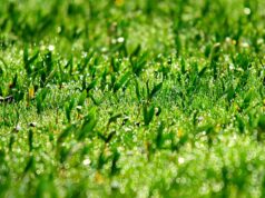 Verde pubblico, il Comune apre alle sponsorizzazioni