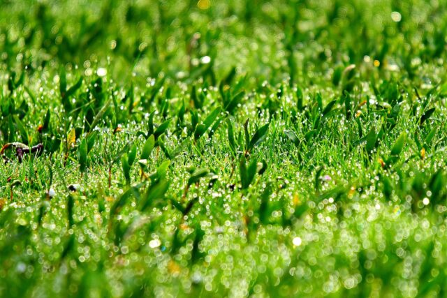 mabelamber-grass-4101833